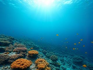 サンゴ礁と海洋生物の広角水中写真