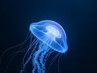 神秘的な深海のクラゲの水中写真